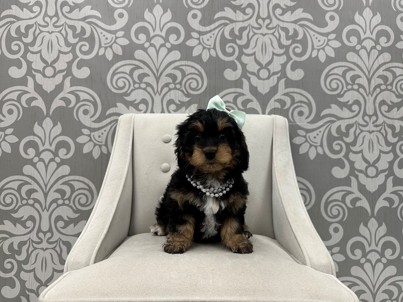 Cavapoo-DOG-Female-Tri color-4129910-Furry Babies Lombard